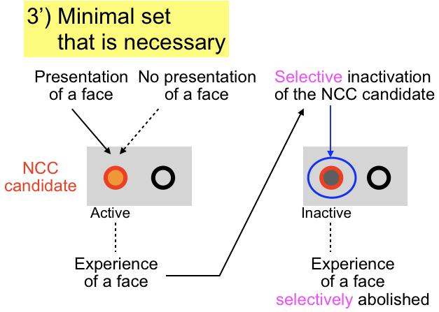 Pooneilの脳科学論文コメント 視覚的意識 Visual Awareness アーカイブ